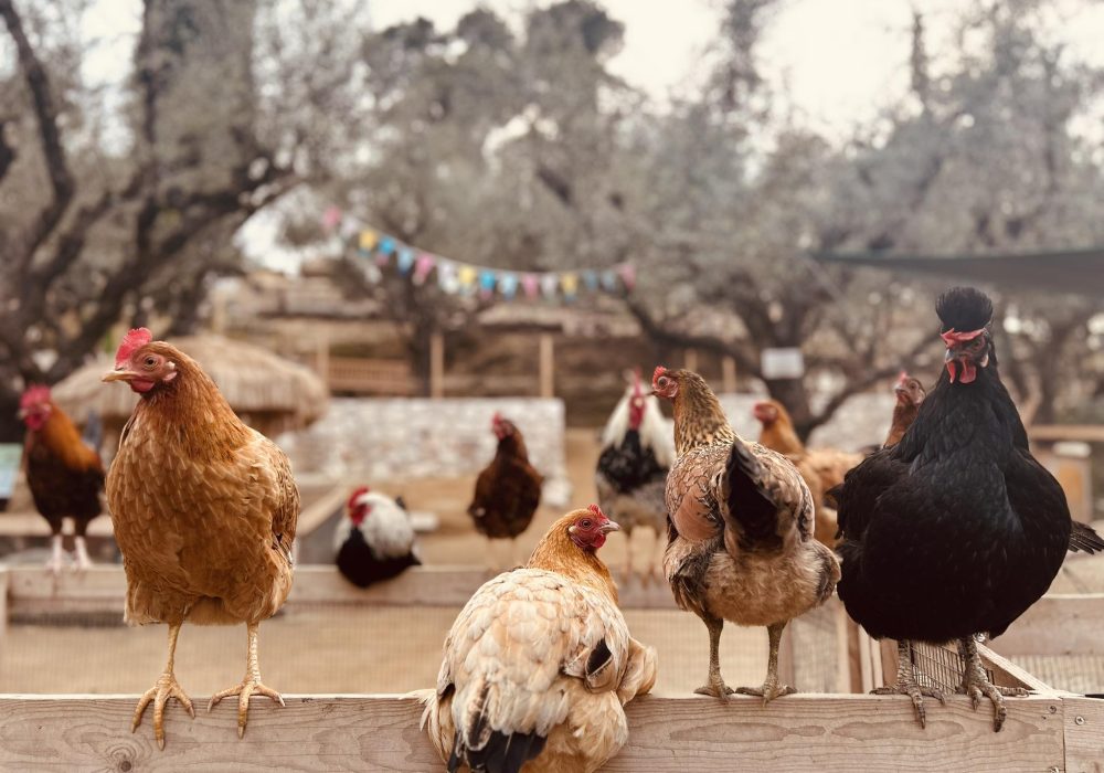 The Little Farm