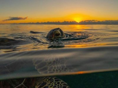 Turtle Spotting Adventure