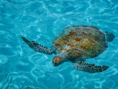 Turtle Spotting Adventure